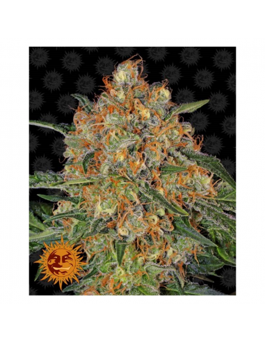 Barney´S Farm Orange Sherbert Fem - Imagen 1