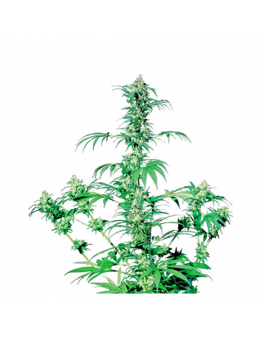 Sensi Seeds Early Girl 10Und Reg. - Imagen 1