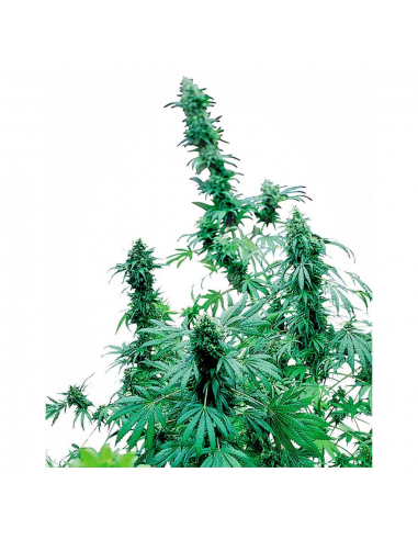 Sensi Seeds Early Skunk 10Und Reg. - Imagen 1