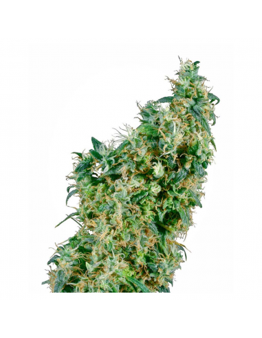 Sensi Seeds First Lady 10Und Reg. - Imagen 1