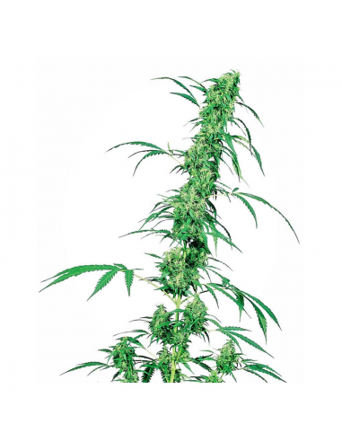 Sensi Seeds Fruity Juice 10Und Reg. - Imagen 1