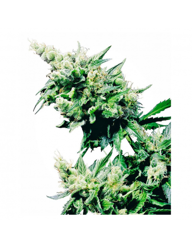 Sensi Seeds Hash Plant 10Und Reg. - Imagen 1