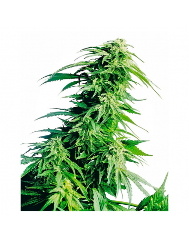 Sensi Seeds Hindu Kush 10Und Reg. - Imagen 1