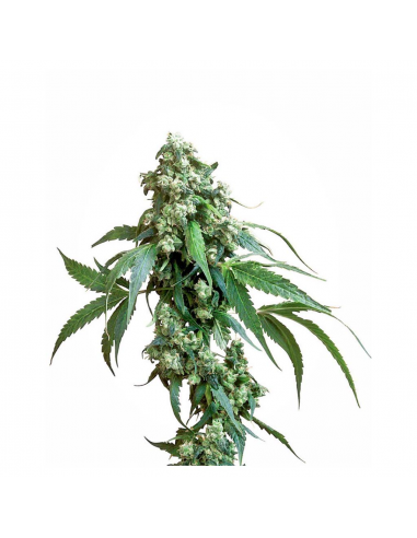 Sensi Seeds Jack Flash 10Und Reg. - Imagen 1