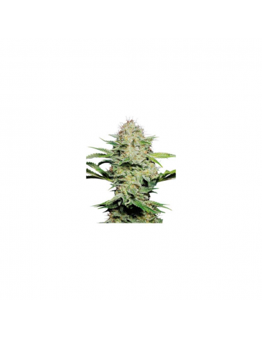 Sensi Seeds Sensi Skunk Auto - Imagen 1