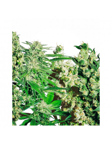 Sensi Seeds Feminised Mix Fem - Imagen 1