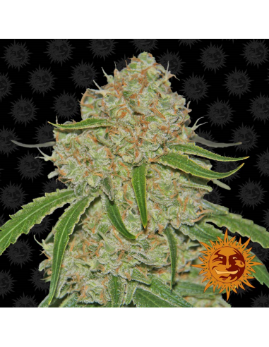 Barney´S Farm Phantom OG 3Und Fem - Imagen 1