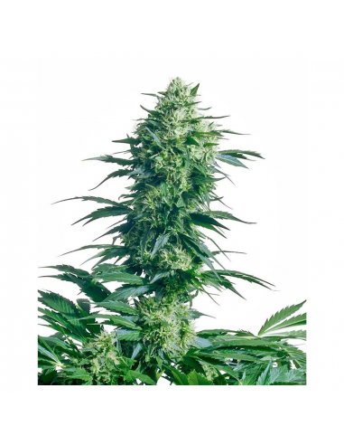 Sensi Seeds Mother´S Finest 10Und Reg. - Imagen 1