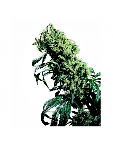 Sensi Seeds NL5 x Haze 10Und Reg. - Imagen 1