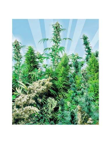 Sensi Seeds Outdoor Mix 25Und Reg. - Imagen 1