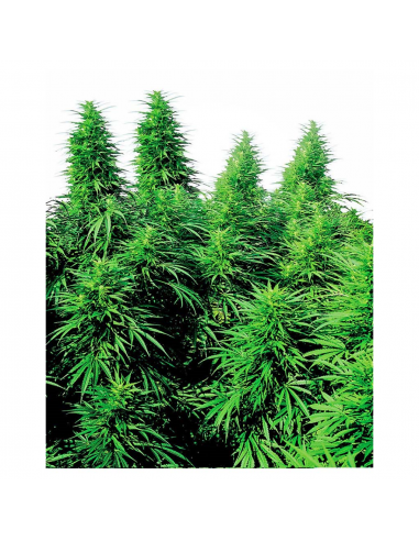 Sensi Seeds Ruderalis Skunk 10Und Reg. - Imagen 1