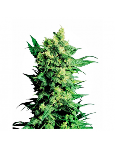 Sensi Seeds Shiva Shanti II 10Und Reg. - Imagen 1