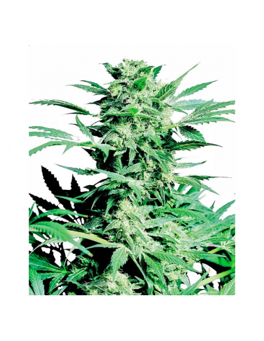 Sensi Seeds Shiva Skunk 10Und Reg. - Imagen 1