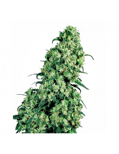 Sensi Seeds Skunk 1 10Und Reg. - Imagen 1