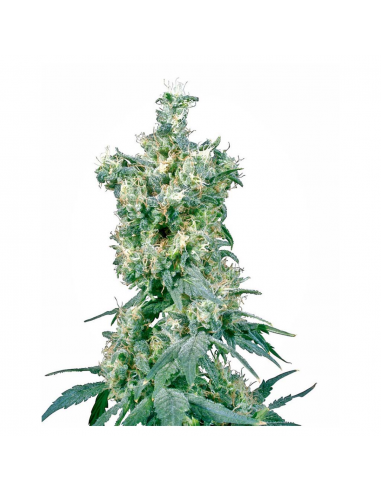 Sensi Seeds American Dream 10Und Reg. - Imagen 1