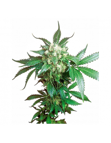 Sensi Seeds Black Domina 10Und Reg. - Imagen 1