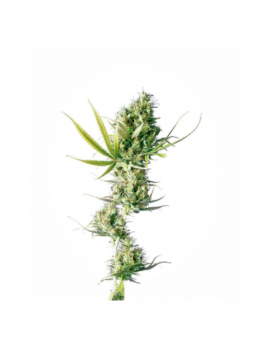 Sensi Seeds Durban 10Und Reg. - Imagen 1