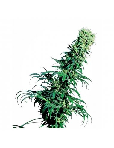 Sensi Seeds Early Pearl 10Und Reg. - Imagen 1