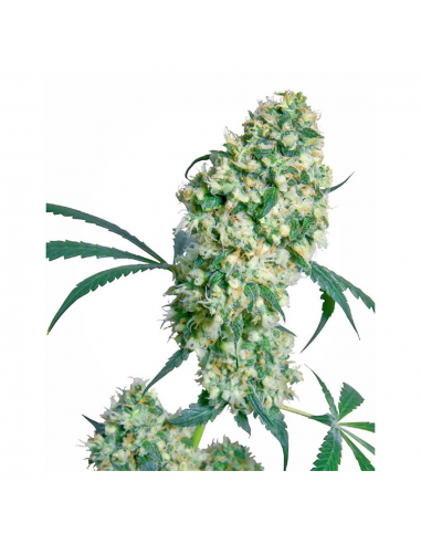 Sensi Seeds Ed Rosenthal Super Bud 10Und Reg. - Imagen 1