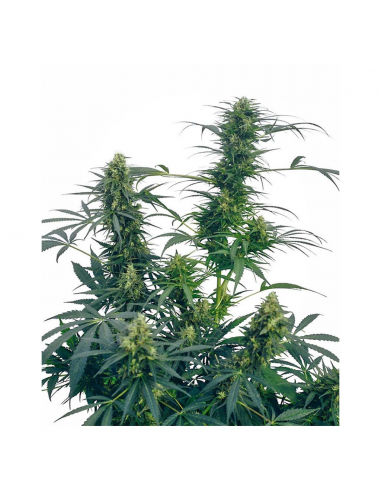 Sensi Seeds Guerrilla´S Gusto 10Und Reg. - Imagen 1