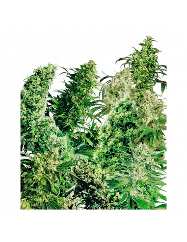 Sensi Seeds Indoor Mix 25Und Reg. - Imagen 1