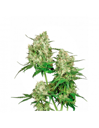 Sensi Seeds Maple Leaf Indica 10Und Reg. - Imagen 1