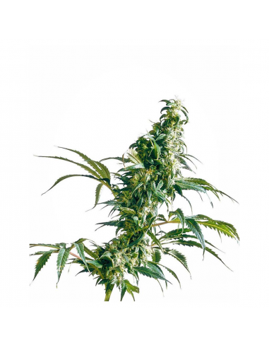 Sensi Seeds Mexican Sativa 10Und Reg. - Imagen 1