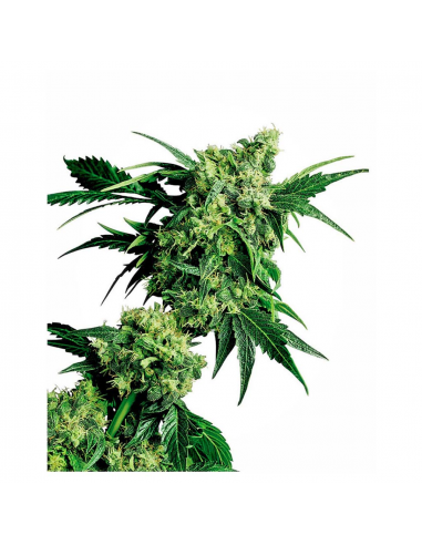 Sensi Seeds Mr. Nice G13 X Hash Plant 10Und Reg. - Imagen 1