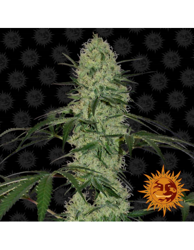 Barney´S Farm Tangerine Dream Auto 3Und - Imagen 1