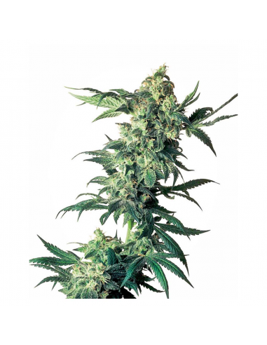 Sensi Seeds Northern Lights 10Und Reg. - Imagen 1