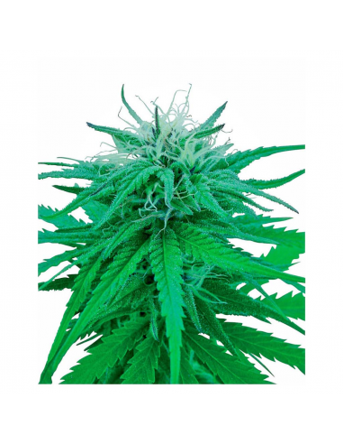 Sensi Seeds Ruderalis Indica 10Und Reg. - Imagen 1