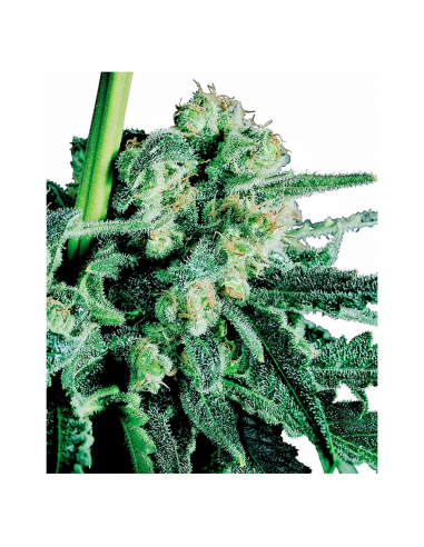 Sensi Seeds Sensi Skunk 10Und Reg. - Imagen 1