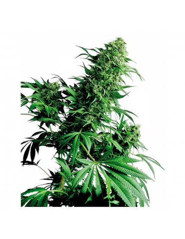 Sensi Seeds Shiva Shanti 10Und Reg. - Imagen 1