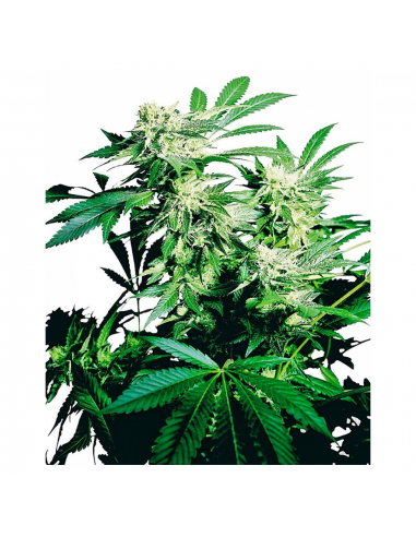 Sensi Seeds Skunk Kush 10Und Reg. - Imagen 1