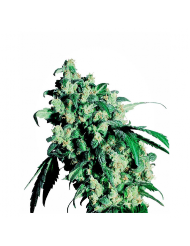 Sensi Seeds Super Skunk 10Und Reg. - Imagen 1