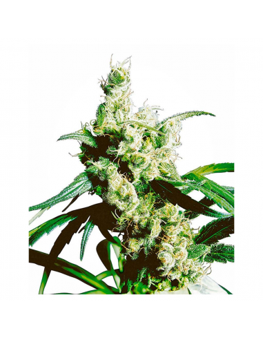 Sensi Seeds Silver Haze 10Und Reg. - Imagen 1