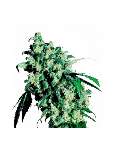 Sensi Seeds Super Skunk Fem. - Imagen 1