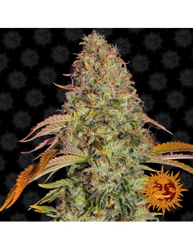 Barney´S Farm Zkittlez OG Auto - Imagen 1