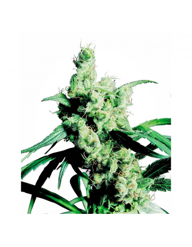 Sensi Seeds Silver Haze 9 Fem - Imagen 1