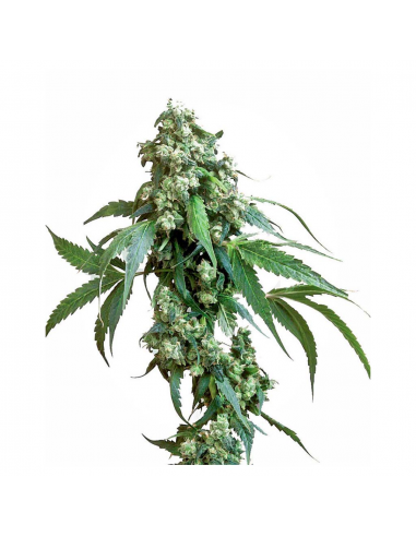 Sensi Seeds Jack Flash 5 Fem - Imagen 1