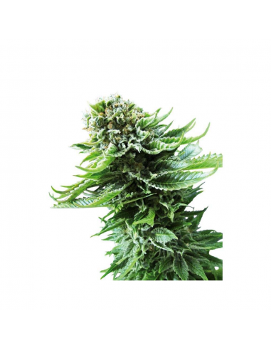 Sensi Seeds Northern Lights Auto - Imagen 1