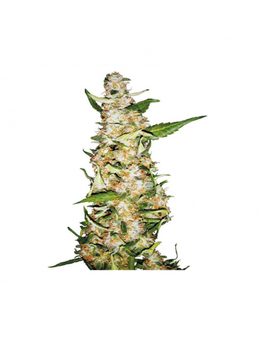 Sensi Seeds Skunk #1 Auto - Imagen 1