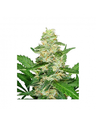 Sensi Seeds Super Skunk Auto - Imagen 1