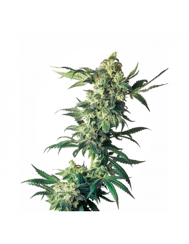 Sensi Seeds Northern Lights Fem - Imagen 1