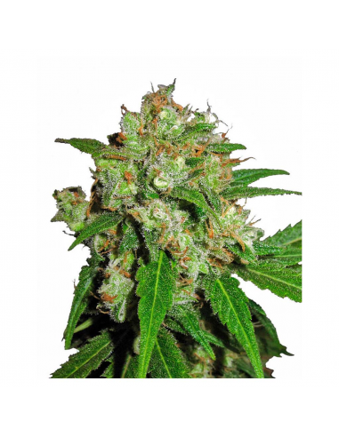 Sensi Seeds Sensi Skunk Fem - Imagen 1