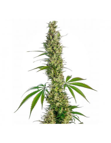 Sensi Seeds Eagle Bill 10Und Reg - Imagen 1