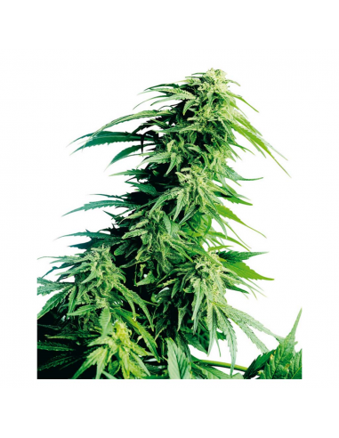 Sensi Seeds Hindu Kush Fem - Imagen 1