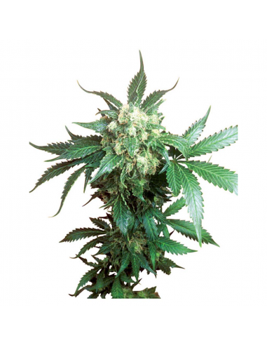 Sensi Seeds Black Domina Fem - Imagen 1