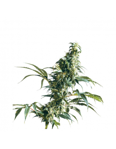 Sensi Seeds Mexican Sativa Fem - Imagen 1