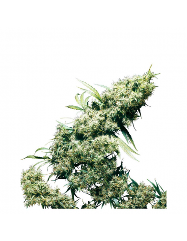 Sensi Seeds Jamaican Pearl Fem - Imagen 1